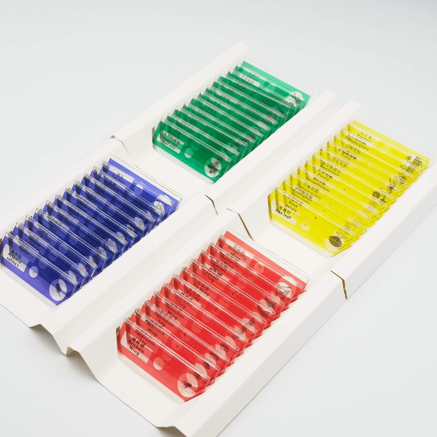 Color coded microscope slides for children with animal feathers, plants, bugs, leaves. 