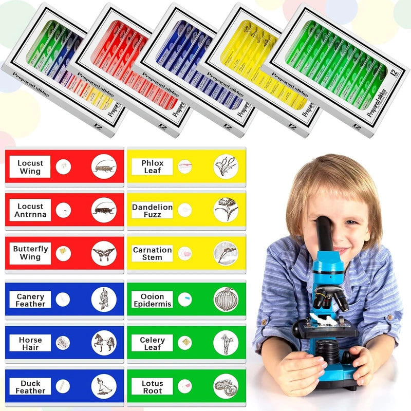 Set of prepared microscope slides in labeled storage boxes with assorted specimen samples for kids science experiments and educational exploration.